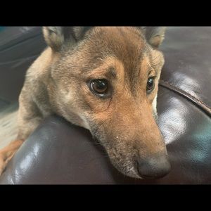 Meet your Posher, Dane